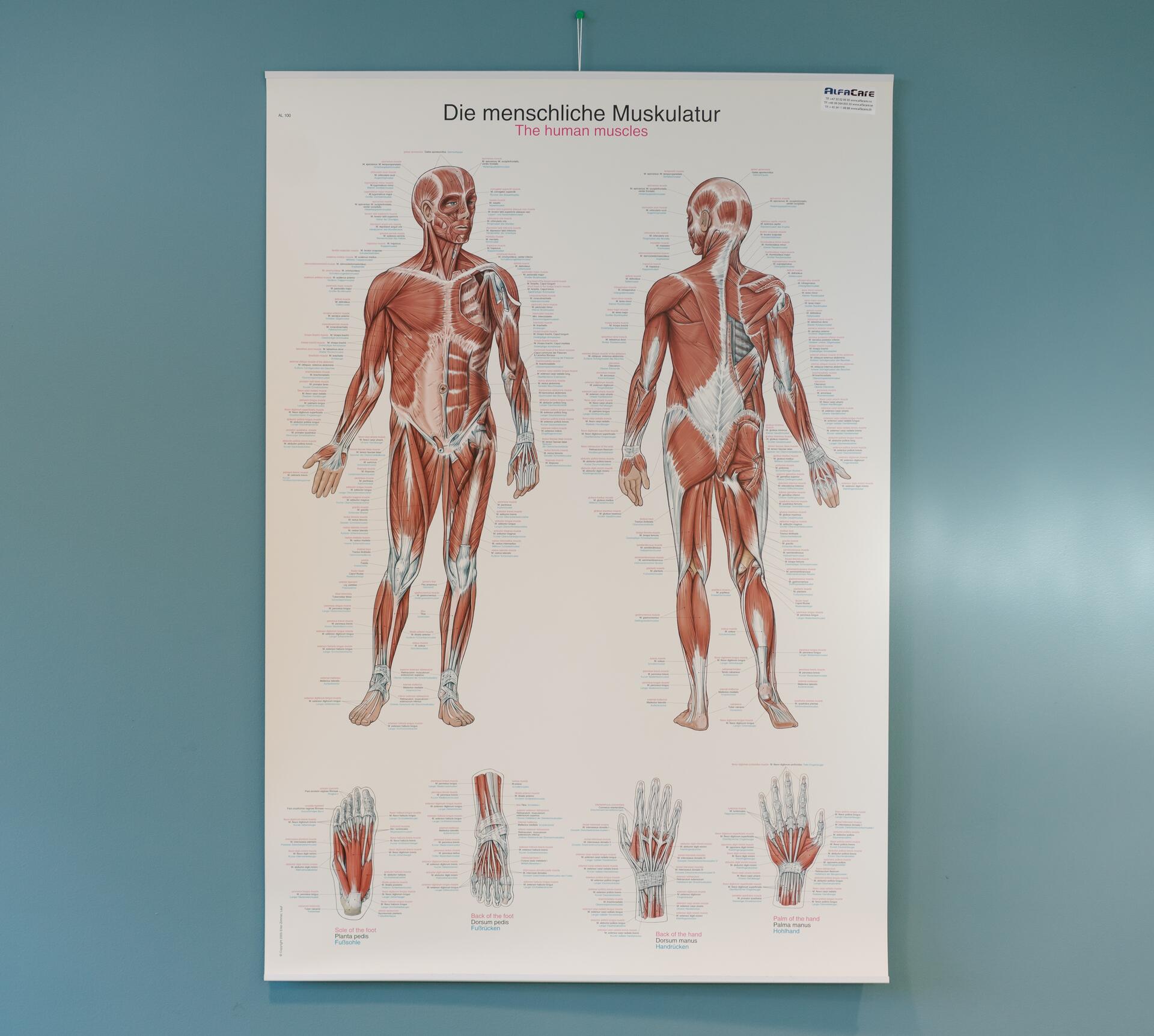 Bilde av plakat som viser menneskets anatomi